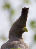 Go-Away Bird Photographic Print by Michael Nichols