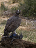 Martial Eagle with a Recently Killed Vulturine Guineafowl Photographic Print by Michael Nichols