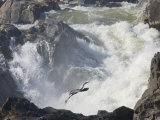 Great Blue Heron Taking Off from Rocks Near Big White Water Photographie par Skip Brown