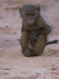 Baby Babboon Photographic Print by Michael Nichols