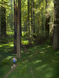 Woman Runs on a Trail Through a Coastal Redwood Forest Photographie par Skip Brown