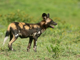 Portrait of an Endangered Panting Cape Hunting Dog, Lycaon Pictus Photographie par Jim And Jamie Dutcher