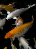 Yellow and Orange Koi Swimming Photographic Print by David Evans
