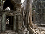 Fig Tree Growing over Crumbling Ruins at Angkor Wat Photographic Print by Rebecca Hale