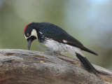 Acorn Woodpecker, Melanerpes Formicivorus, Looking for Food Photographic Print by George Grall