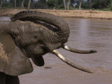Juvenile Elephants Play in the Mud During a River Crossing Photographic Print by Michael Nichols