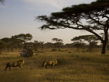 African Lions Walk Through a Plain While a Safari Vehicle Looks On Photographic Print by Ralph Lee Hopkins