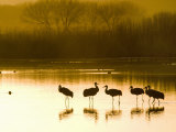 Sandhill Cranes at the Bosque Del Apache National Wildlife Refuge Photographic Print by Scott Warren