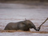 Baby Elephant During a River Crossing in Samburu National Reserve Photographic Print by Michael Nichols