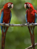Pair of Scarlet Macaws Perched on a Tree Limb Fotografisk tryk af Mattias Klum Pair of Scarlet Macaws Perched on a Tree Limb Fotografisk tryk af Mattias Klum