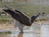 Adult Martial Eagle Drinking at a River's Edge Photographic Print by Michael Nichols