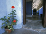 Potted Geranium at the Sprawling Santa Catalina Monastery Photographic Print by Scott Warren