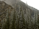 Early Snowfall Dusts a Forest in Alberta , Canada's Banff National Park Photographic Print by Gordon Wiltsie