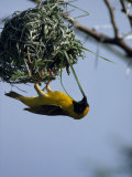 Masterful Craftmanship Goes into the Nest Building of the Masked Weaver Fotografisk trykk av Des & Jen Bartlett