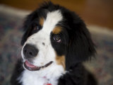 Young Bernese Mountain Dog Eagerly Awaits Her Treat Photographic Print by Hannele Lahti