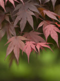 Japanese Maple Tree Leaves Photographic Print by Greg Dale