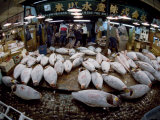 Tuna Caught in the Indian Ocean Await Buyers at Tsukiji Fish Market Photographie par Paul Chesley