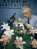 Scientist Collects Pollen from Crossbred Lilies Fotografisk trykk av David Boyer Scientist Collects Pollen from Crossbred Lilies Fotografisk trykk av David Boyer