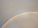 Double Rainbow and a Bird Flying in the Sky Photographic Print by Michael Melford