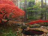 Japanese Maple Garden with Red Bridge Photographic Print by Darlyne A. Murawski