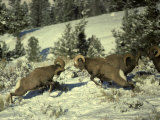 Groups of Rams Fight to Determine Dominance and Pecking Order Lámina fotográfica por Michael S. Quinton Groups of Rams Fight to Determine Dominance and Pecking Order Lámina fotográfica por Michael S. Quinton
