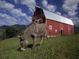 Donkey Grazing Near a Large Red Barn Photographic Print by Ed George