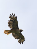 Red-Tailed Hawk (Buteo Jamaicensis) Taking Off from a Tree Photographic Print by Rich Reid