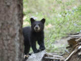 American Black Bear (Ursus Americanus) First Year Cub Photographic Print by Rich Reid