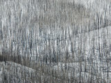 Burnt Trees Against the Snow in Yellowstone National Park Photographie par Jodi Cobb