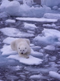 Polar Bear Drifts on Floating Ice in the Arctic Ocean Photographie par Gordon Wiltsie