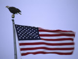 Bald Eagle Sits on a Flagpole Above a Fluttering American Flag Photographie par Michael Melford