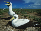 Paired Masked Boobies at their Nest Photographie par Paul Nicklen