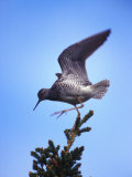 Lesser Yellowleg Bird Taking Flight Photographic Print by Nick Norman