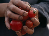 Farmer Holding a Handful of Tomatoes Photographic Print by Lynn Johnson