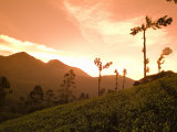 Tea Bushes Grow in the World's Largest Tea Estates Photographie par Abraham Nowitz