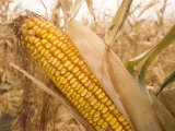 Ear of Corn Ready for Harvest in a Corn Field Photographic Print by Phil Schermeister Ear of Corn Ready for Harvest in a Corn Field Photographic Print by Phil Schermeister