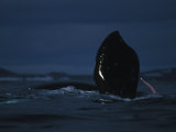 Bowhead Whale Male Reveals His Penis as He Pursues a Female Photographie par Paul Nicklen
