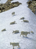 Rocky Mountain Goats (Oreamnos Americanus) Relax in a Snow Field Photographie par Gordon Wiltsie