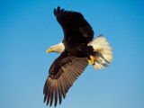 American Bald Eagle in Flight in Blue Sky Photographie par Paul Nicklen
