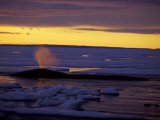 Bowhead Whale Surfaces in Midnight Sun as it Feeds on Copepods Photographie par Paul Nicklen