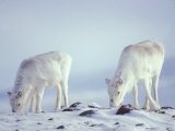 Highly Endangered Peary Caribou, Rangifer Tarandus Pearyi, Eating Photographie par Paul Nicklen