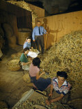 Man Watches Women Prepare Teasel Stalks to Fit on Spindles Photographie par Walter Meayers Edwards