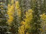 Early Snowfall Dusts Fall Colored Trees in Banff National Park, Alberta, Canada Photographic Print by Gordon Wiltsie