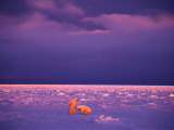 Polar Bears Play Sparring at Twilight Photographie par Paul Nicklen