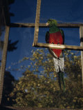 Close-up of a Quetzal Sitting on a Manmade Perch in a Cage Photographie par Luis Marden