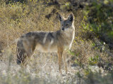 Coyote (Canis Latrans) in the Los Cerritos Wetlands Photographie par Rich Reid