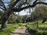 Valley Oak Tree (Quercus Lobata) and Dirt Road at Midland School Photographic Print by Rich Reid Valley Oak Tree (Quercus Lobata) and Dirt Road at Midland School Photographic Print by Rich Reid