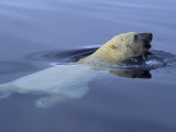 Polar Bear Surfacing for Air as it Swims Photographie par Paul Nicklen