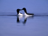 Pair of Thick-Billed Murres, Seeming to Kiss Photographie par Paul Nicklen
