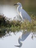Snowy Egret (Egretta Thula) in the Los Cerritos Wetlands Photographie par Rich Reid
